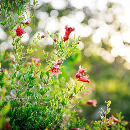 B&B Mandorla Amara Gioia Del Colle Εξωτερικό φωτογραφία