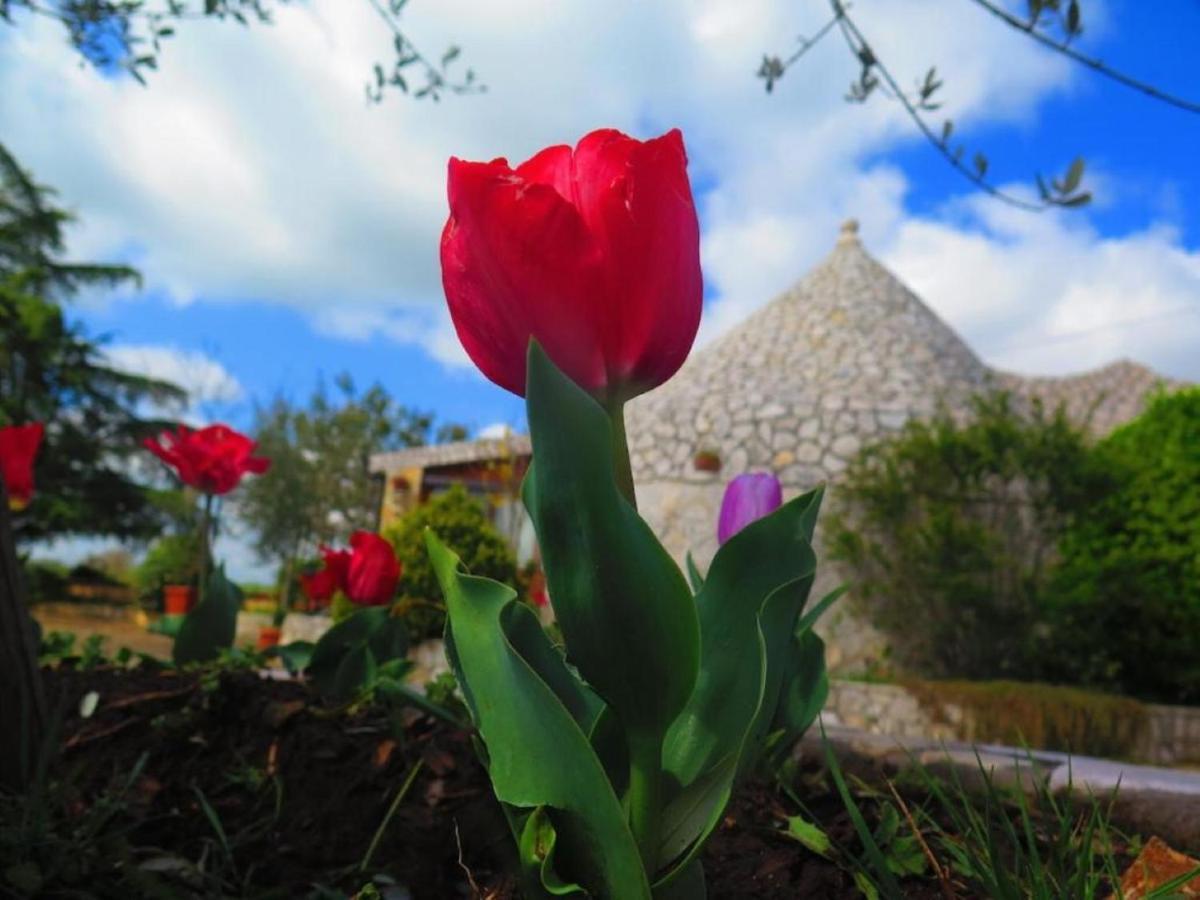 B&B Mandorla Amara Gioia Del Colle Εξωτερικό φωτογραφία