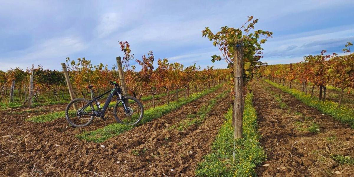B&B Mandorla Amara Gioia Del Colle Εξωτερικό φωτογραφία