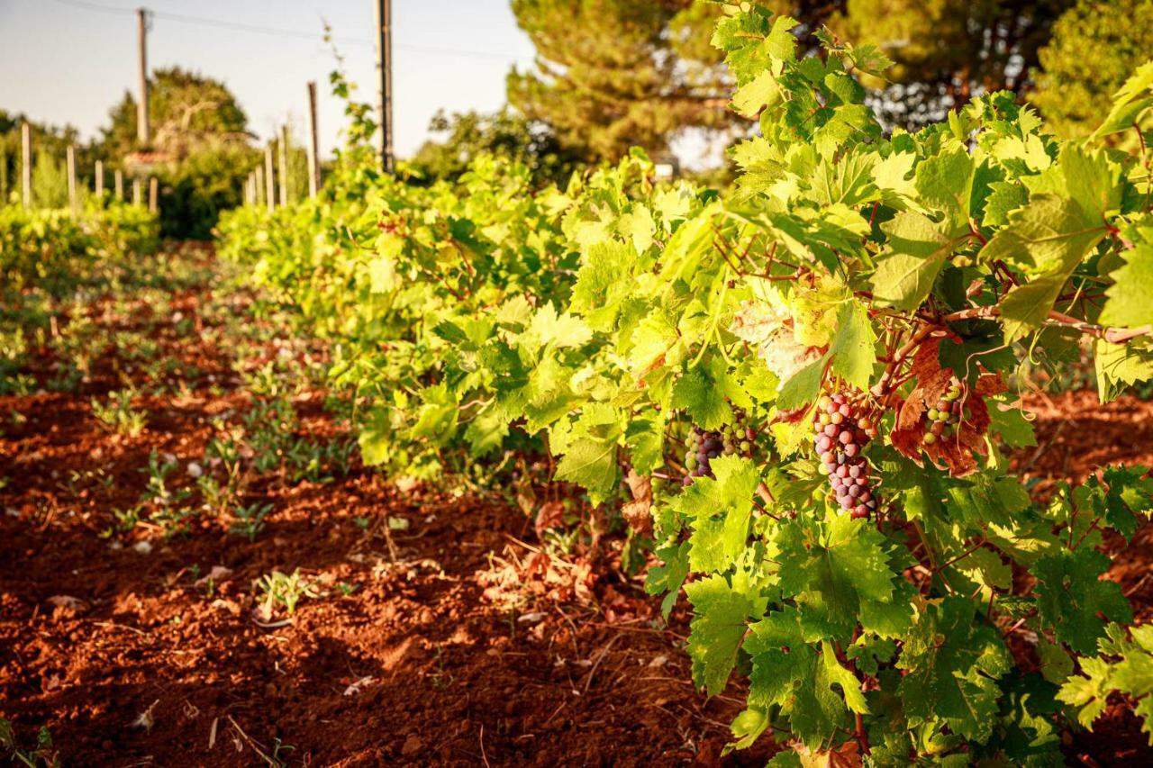 B&B Mandorla Amara Gioia Del Colle Εξωτερικό φωτογραφία