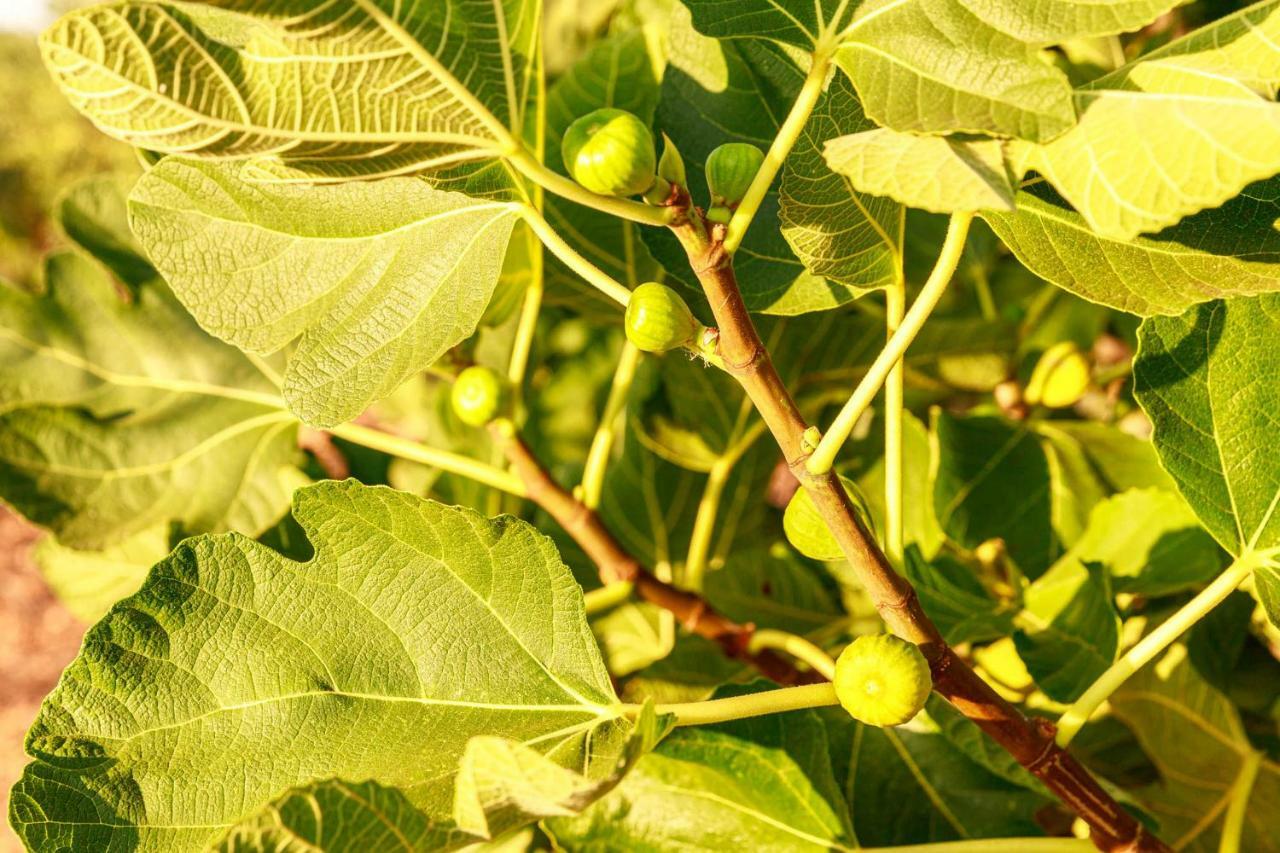 B&B Mandorla Amara Gioia Del Colle Εξωτερικό φωτογραφία